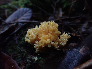  ( - HAY-F-003883)  @11 [ ] by-nc (2023) Sadie Hickey Fungal Diversity Survey