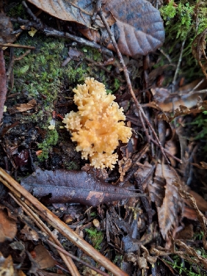  ( - HAY-F-003883)  @11 [ ] by-nc (2023) Sadie Hickey Fungal Diversity Survey