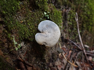 ( - HAY-F-003898)  @11 [ ] by-nc (2023) Sadie Hickey Fungal Diversity Survey