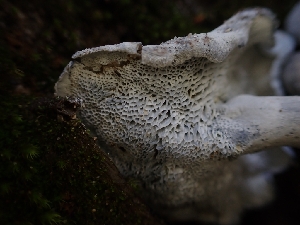  ( - HAY-F-003898)  @11 [ ] by-nc (2023) Sadie Hickey Fungal Diversity Survey