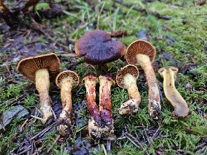  ( - HAY-F-007484)  @11 [ ] by (2023) Mandy Hackney Fungal Diversity Survey