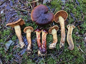  ( - HAY-F-007484)  @11 [ ] by (2023) Mandy Hackney Fungal Diversity Survey