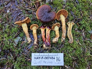  ( - HAY-F-007484)  @11 [ ] by (2023) Mandy Hackney Fungal Diversity Survey