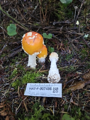  ( - HAY-F-007486)  @11 [ ] by (2023) Mandy Hackney Fungal Diversity Survey