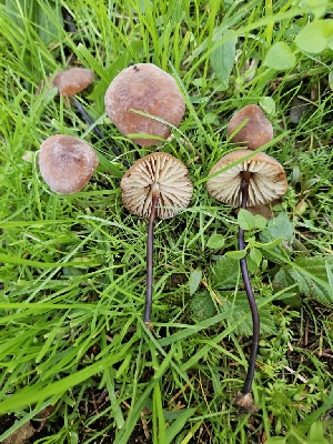  ( - HAY-F-007441)  @11 [ ] by (2023) Mandy Hackney Fungal Diversity Survey