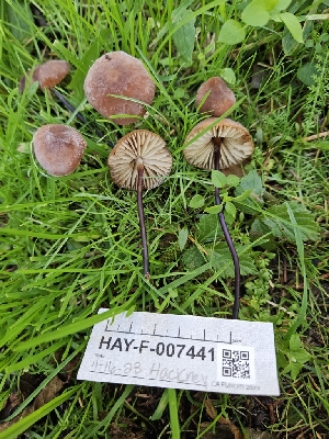  ( - HAY-F-007441)  @11 [ ] by (2023) Mandy Hackney Fungal Diversity Survey