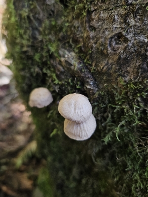  ( - HAY-F-007442)  @11 [ ] by (2023) Mandy Hackney Fungal Diversity Survey