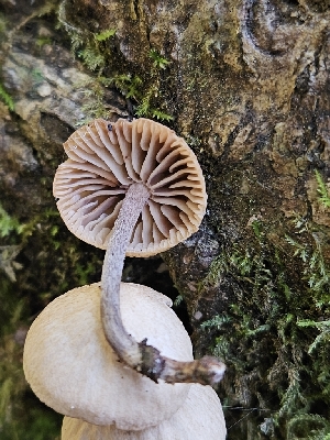  ( - HAY-F-007442)  @11 [ ] by (2023) Mandy Hackney Fungal Diversity Survey