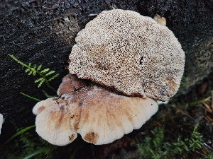  ( - HAY-F-007491)  @11 [ ] by (2023) Mandy Hackney Fungal Diversity Survey