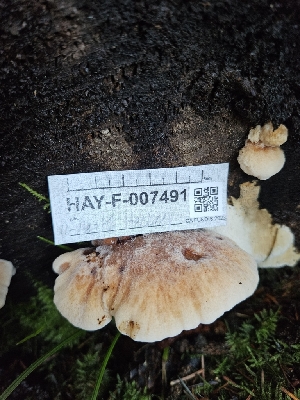  ( - HAY-F-007491)  @11 [ ] by (2023) Mandy Hackney Fungal Diversity Survey