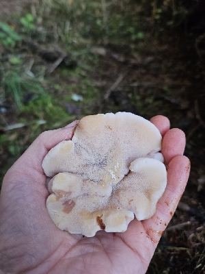  ( - HAY-F-007491)  @11 [ ] by (2023) Mandy Hackney Fungal Diversity Survey