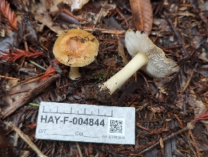  ( - HAY-F-004844)  @11 [ ] by-nc (2023) Warren Cardimona Fungal Diversity Survey