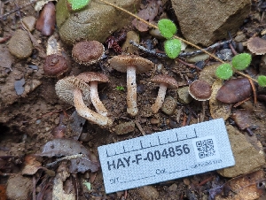  ( - HAY-F-004856)  @11 [ ] by-nc (2023) Warren Cardimona Fungal Diversity Survey