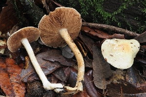  (Hebeloma sp. velutipes-CA01 - HAY-F-004855)  @11 [ ] by-nc (2023) Warren Cardimona Fungal Diversity Survey