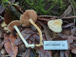  ( - HAY-F-004855)  @11 [ ] by-nc (2023) Warren Cardimona Fungal Diversity Survey