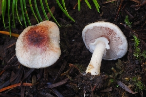  (Agaricus sp. CA02 - HAY-F-004853)  @11 [ ] by-nc (2023) Warren Cardimona Fungal Diversity Survey