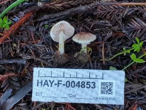  ( - HAY-F-004853)  @11 [ ] by-nc (2023) Warren Cardimona Fungal Diversity Survey
