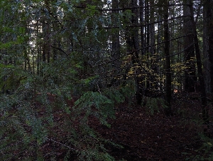  ( - HAY-F-004853)  @11 [ ] by-nc (2023) Warren Cardimona Fungal Diversity Survey