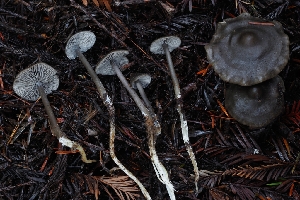  ( - HAY-F-004851)  @11 [ ] by-nc (2023) Warren Cardimona Fungal Diversity Survey