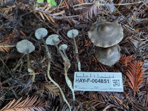  ( - HAY-F-004851)  @11 [ ] by-nc (2023) Warren Cardimona Fungal Diversity Survey