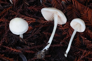 (Entoloma sp. CA51 - HAY-F-004847)  @11 [ ] by-nc (2023) Warren Cardimona Fungal Diversity Survey