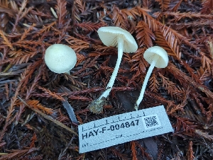  ( - HAY-F-004847)  @11 [ ] by-nc (2023) Warren Cardimona Fungal Diversity Survey