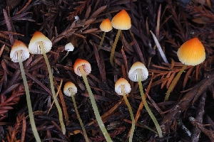  (Atheniella - HAY-F-004846)  @11 [ ] by-nc (2023) Warren Cardimona Fungal Diversity Survey