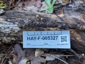  ( - HAY-F-005327)  @11 [ ] by-nc (2023) Warren Cardimona Fungal Diversity Survey