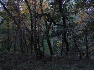  ( - HAY-F-005327)  @11 [ ] by-nc (2023) Warren Cardimona Fungal Diversity Survey