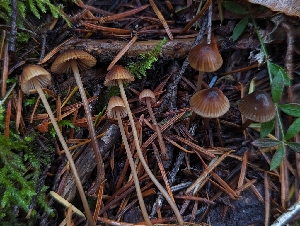  ( - HAY-F-005359)  @11 [ ] by-nc (2023) Warren Cardimona Fungal Diversity Survey