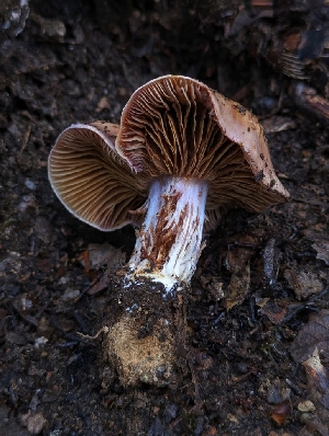  (Calonarius sp. CA08 - HAY-F-005364)  @11 [ ] by-nc (2023) Warren Cardimona Fungal Diversity Survey