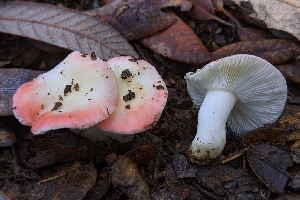  (Russula sp. CA19 - HAY-F-005365)  @11 [ ] by-nc (2023) Warren Cardimona Fungal Diversity Survey