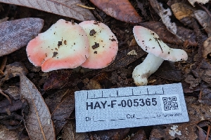 ( - HAY-F-005365)  @11 [ ] by-nc (2023) Warren Cardimona Fungal Diversity Survey