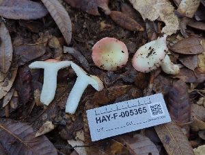  ( - HAY-F-005365)  @11 [ ] by-nc (2023) Warren Cardimona Fungal Diversity Survey