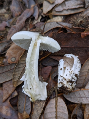  ( - HAY-F-005366)  @11 [ ] by-nc (2023) Warren Cardimona Fungal Diversity Survey