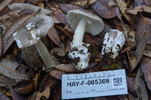  ( - HAY-F-005366)  @11 [ ] by-nc (2023) Warren Cardimona Fungal Diversity Survey