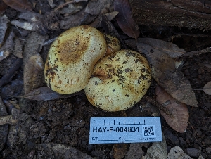  ( - HAY-F-004831)  @11 [ ] by-nc (2023) Warren Cardimona Fungal Diversity Survey