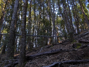  ( - HAY-F-004831)  @11 [ ] by-nc (2023) Warren Cardimona Fungal Diversity Survey