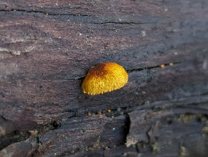  (Pleuroflammula sp. flammea-CA01 - HAY-F-004832)  @11 [ ] by-nc (2023) Warren Cardimona Fungal Diversity Survey