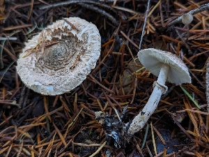  ( - HAY-F-004833)  @11 [ ] by-nc (2023) Warren Cardimona Fungal Diversity Survey
