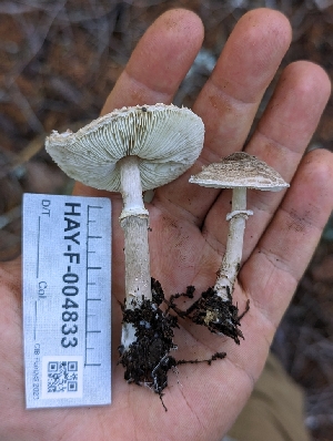  ( - HAY-F-004833)  @11 [ ] by-nc (2023) Warren Cardimona Fungal Diversity Survey