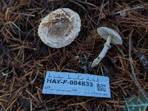 ( - HAY-F-004833)  @11 [ ] by-nc (2023) Warren Cardimona Fungal Diversity Survey