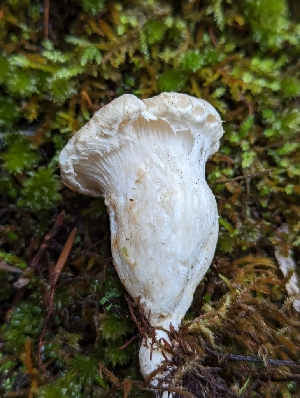  ( - HAY-F-004837)  @11 [ ] by-nc (2023) Warren Cardimona Fungal Diversity Survey