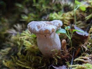  ( - HAY-F-004837)  @11 [ ] by-nc (2023) Warren Cardimona Fungal Diversity Survey