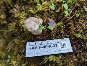  (Pleurotus dryinus - HAY-F-004837)  @11 [ ] by-nc (2023) Warren Cardimona Fungal Diversity Survey