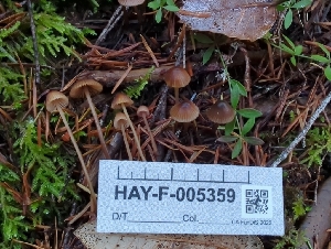  ( - HAY-F-005359)  @11 [ ] by-nc (2023) Warren Cardimona Fungal Diversity Survey