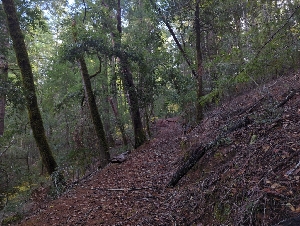  ( - HAY-F-005359)  @11 [ ] by-nc (2023) Warren Cardimona Fungal Diversity Survey