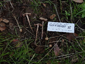  ( - HAY-F-004267)  @11 [ ] by-nc (2023) Jaren Hockert Fungal Diversity Survey