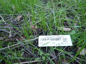  ( - HAY-F-004267)  @11 [ ] by-nc (2023) Jaren Hockert Fungal Diversity Survey