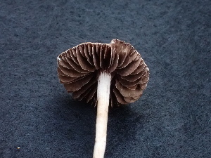  ( - HAY-F-004267)  @11 [ ] by-nc (2023) Jaren Hockert Fungal Diversity Survey